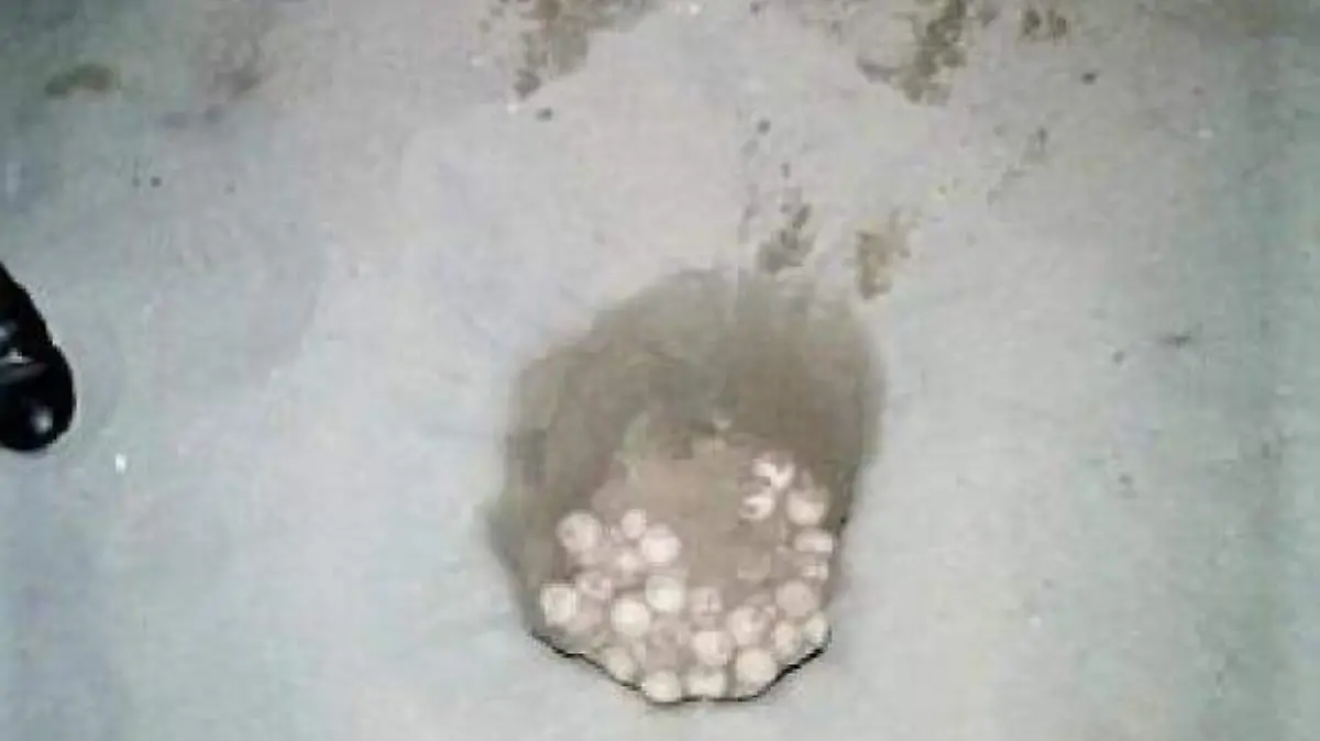 huevos tortuga
