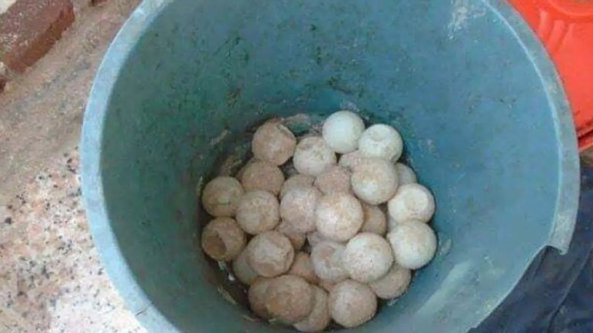 Huevos tortuga zihatanejo