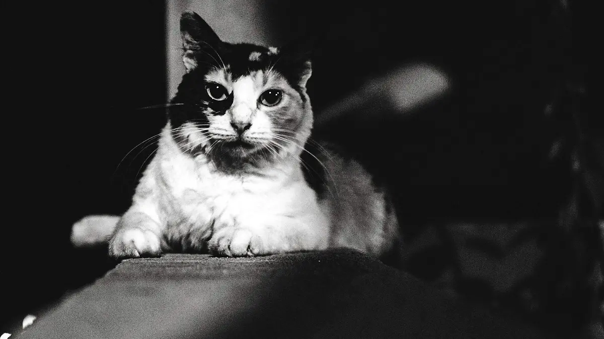 Gatos
