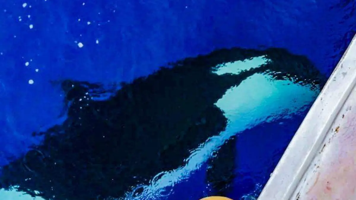 Orcas en Zihuatanejo