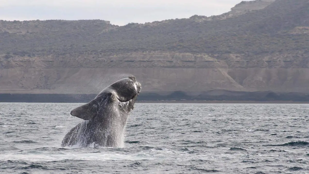 BALLENA