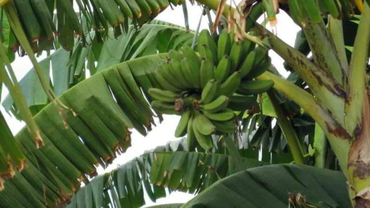 Platano