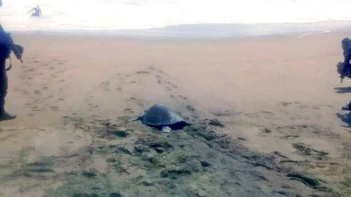 Tortuga