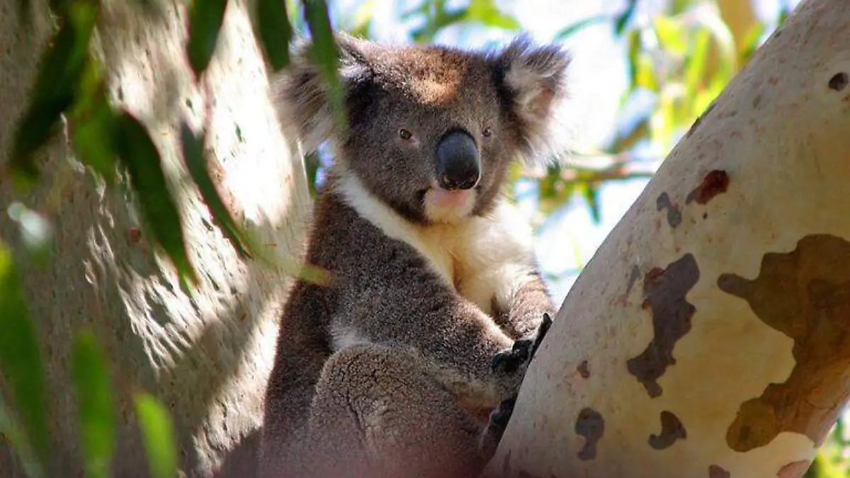Koalas Australia