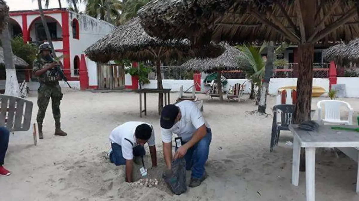 Costa Grande - Dimaren, Semar y Profepa realizan operativos para preservar tortuga marina