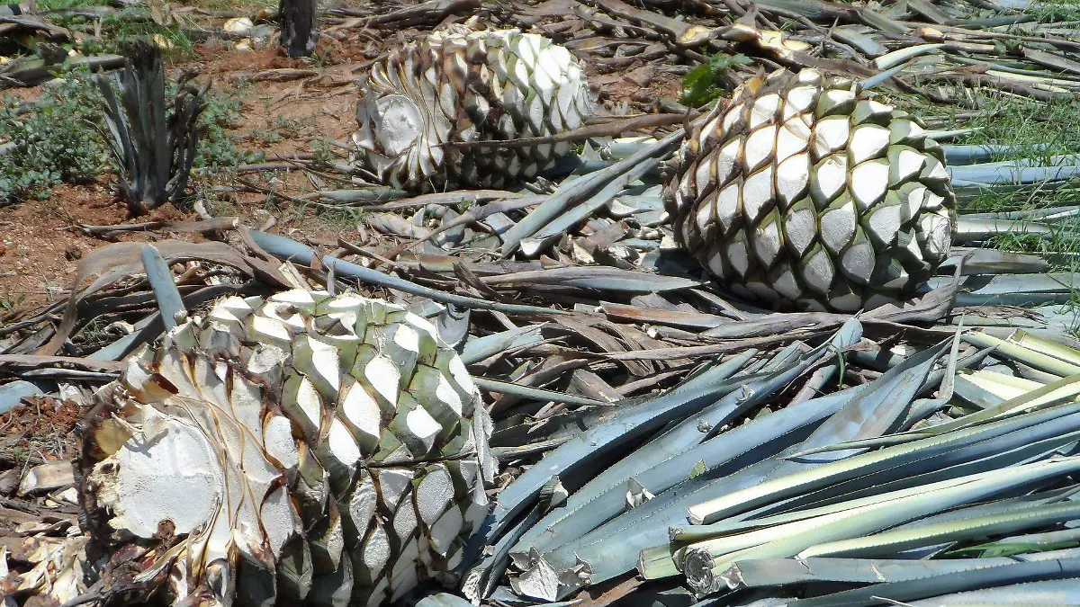 agave