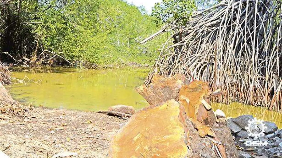 Manglar Acapulco