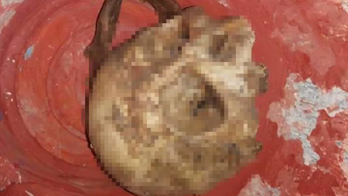 localizan craneo