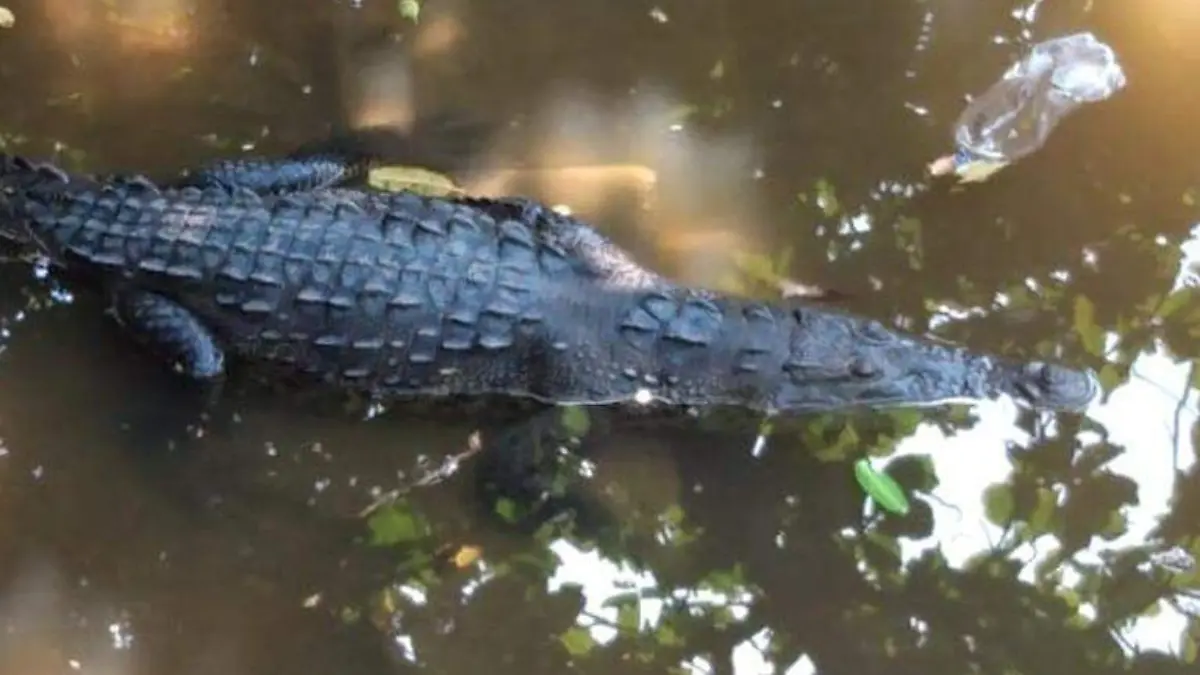 Cocodrilo zihuatanejo