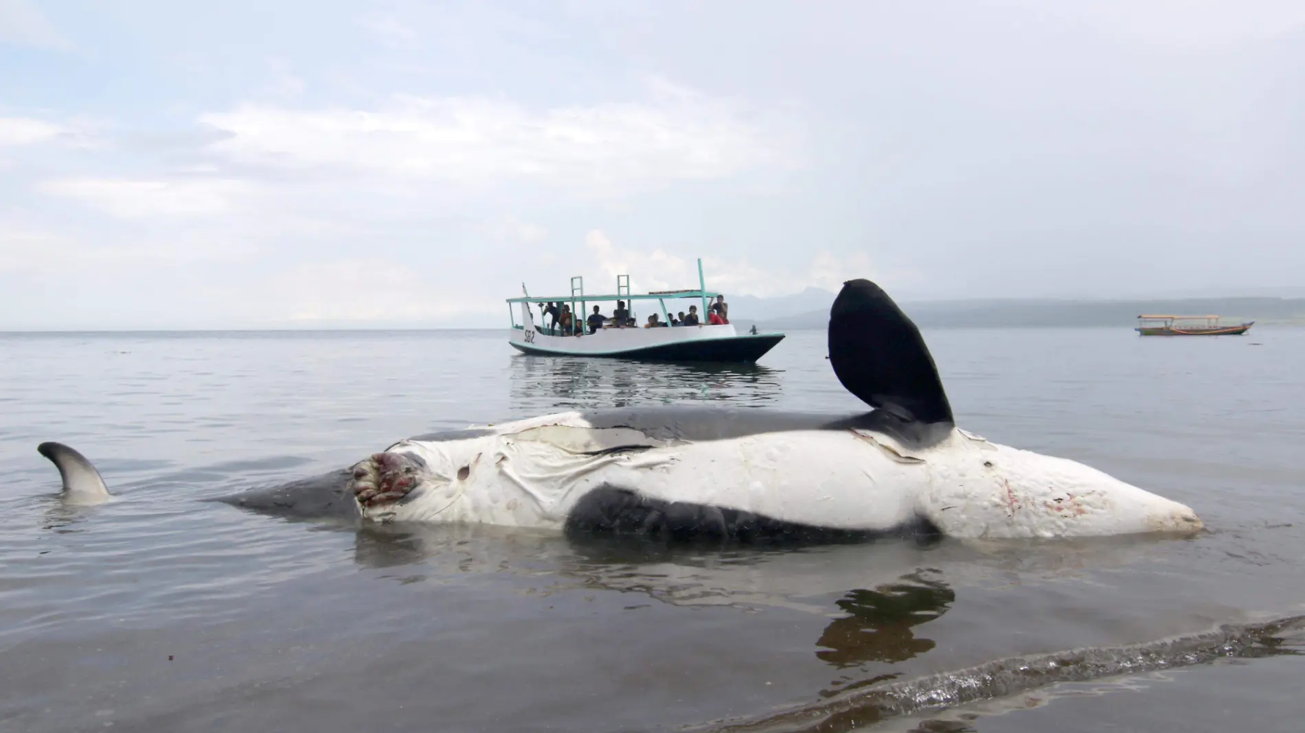 BALLENA