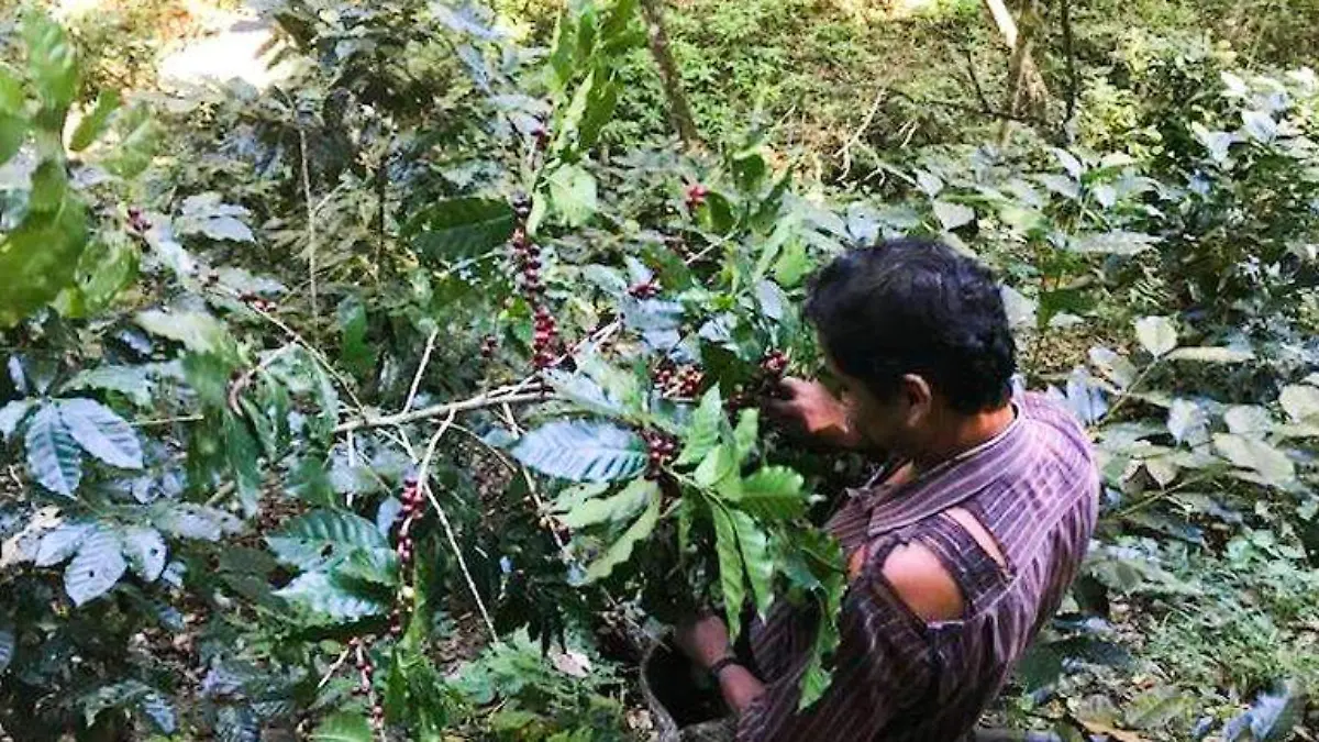 productores de café1