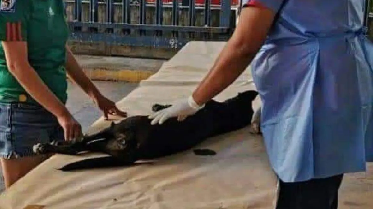 Mascotas operadas ayuntamiento Acapulco