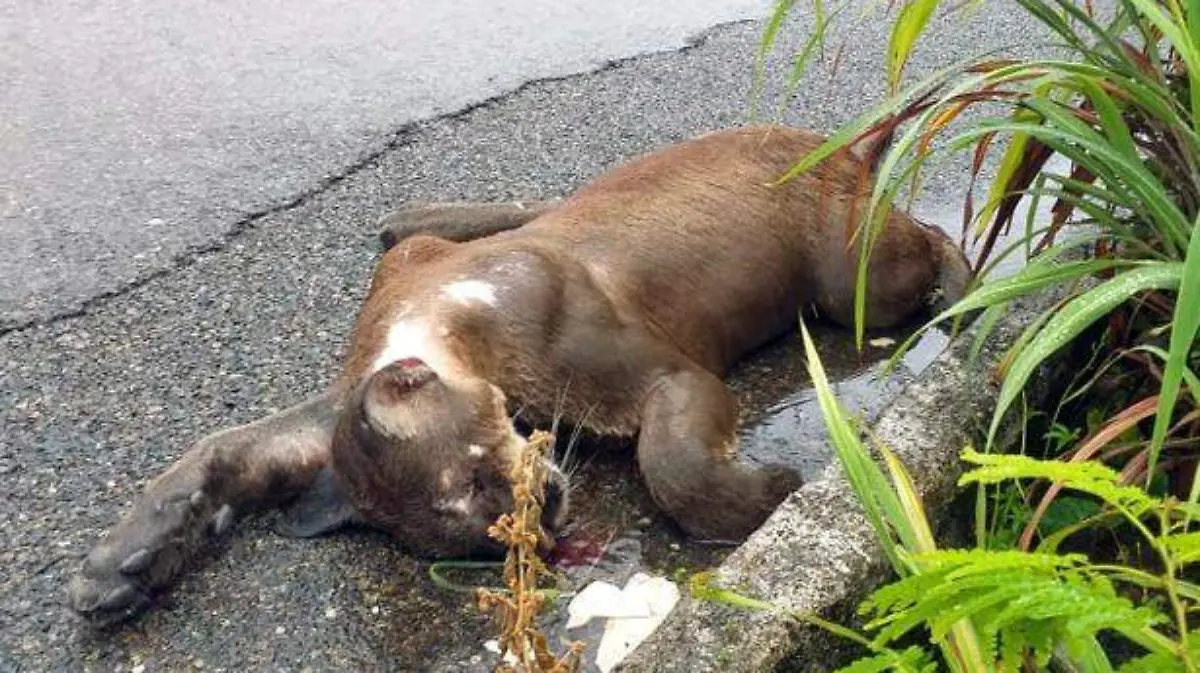 Acapulco - puma atropellado en carretera Zihuatanejo