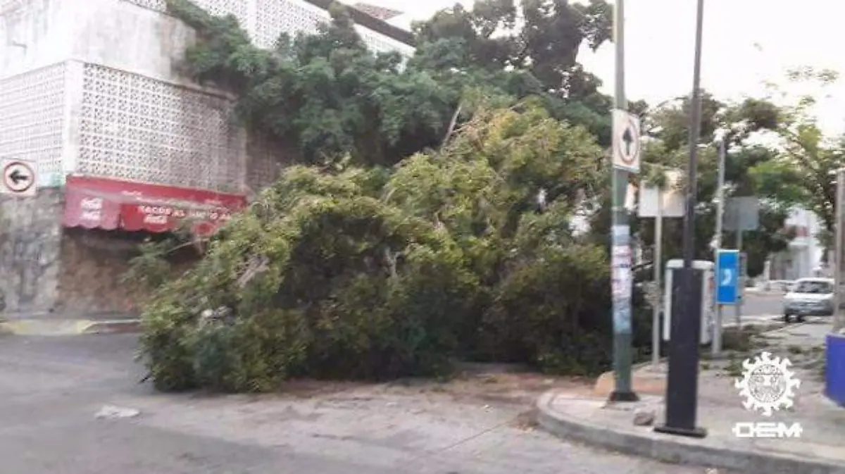 Árbol caído