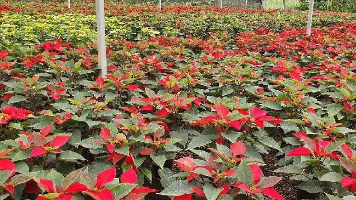 Flor nochenuena méxico