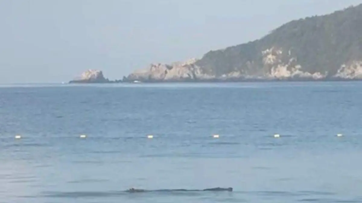 cocodrilo