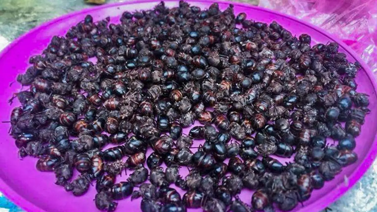 Chicatana