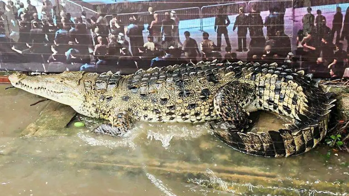 cocodrilo puerto marques