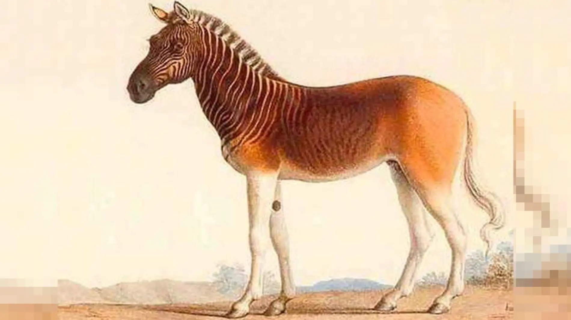 quagga