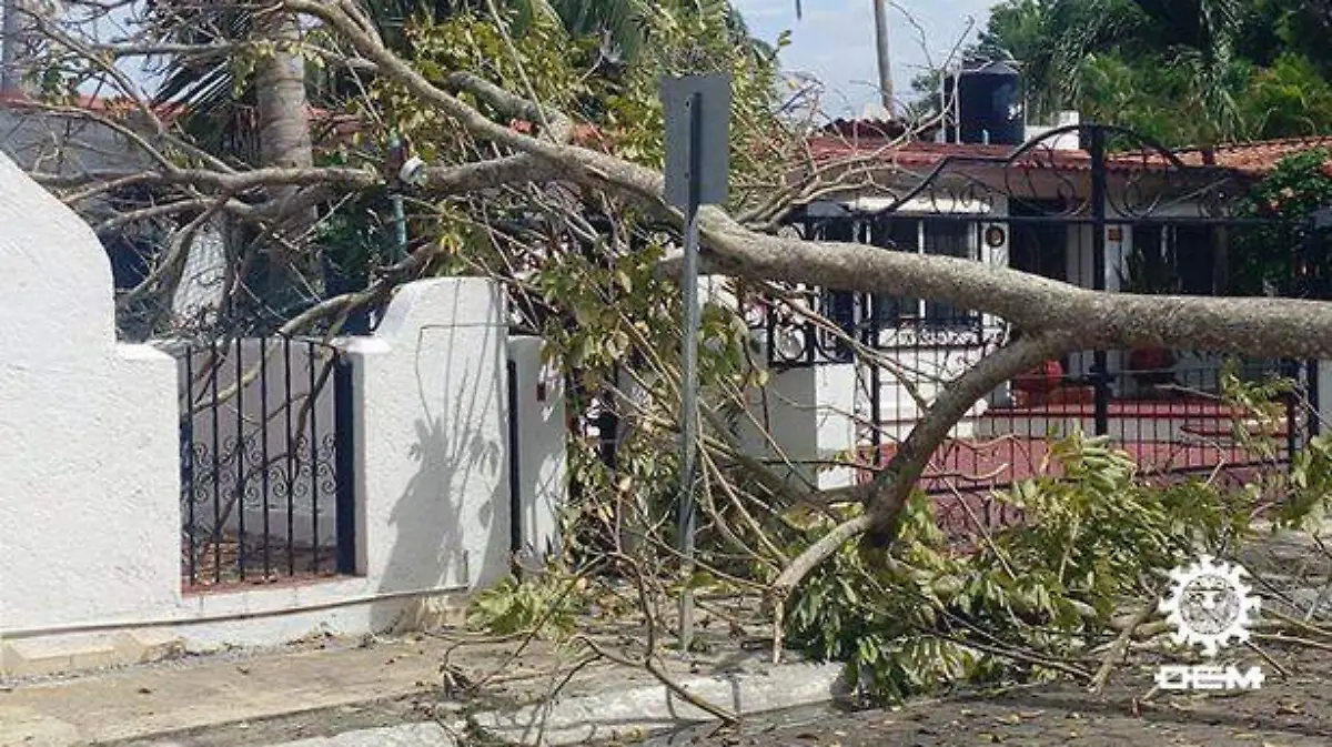 Acapulco - Árbol cae sobre fachada de vivienda en Ixtapa