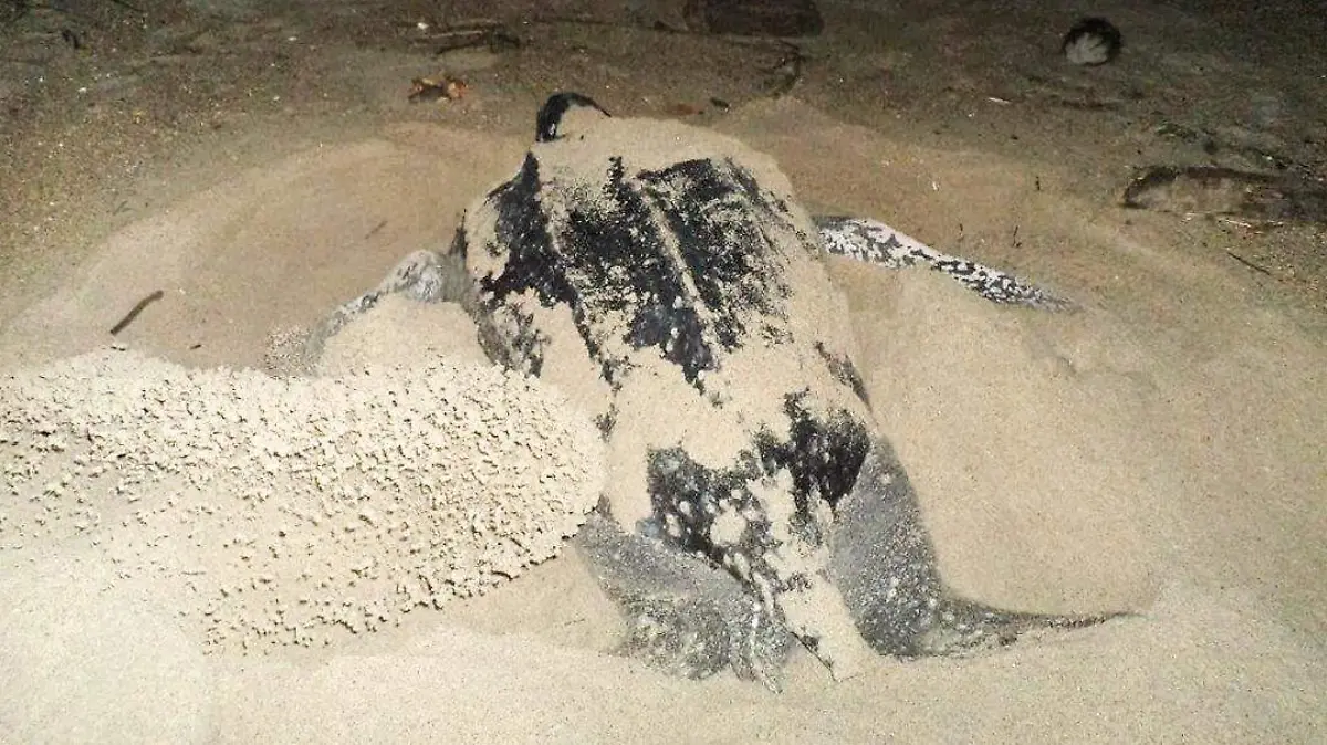 santuario tortuga marquelia