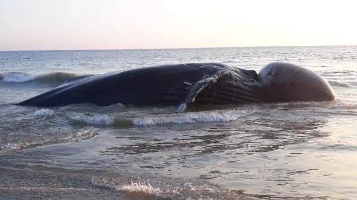 Ballena muerta benito juárez