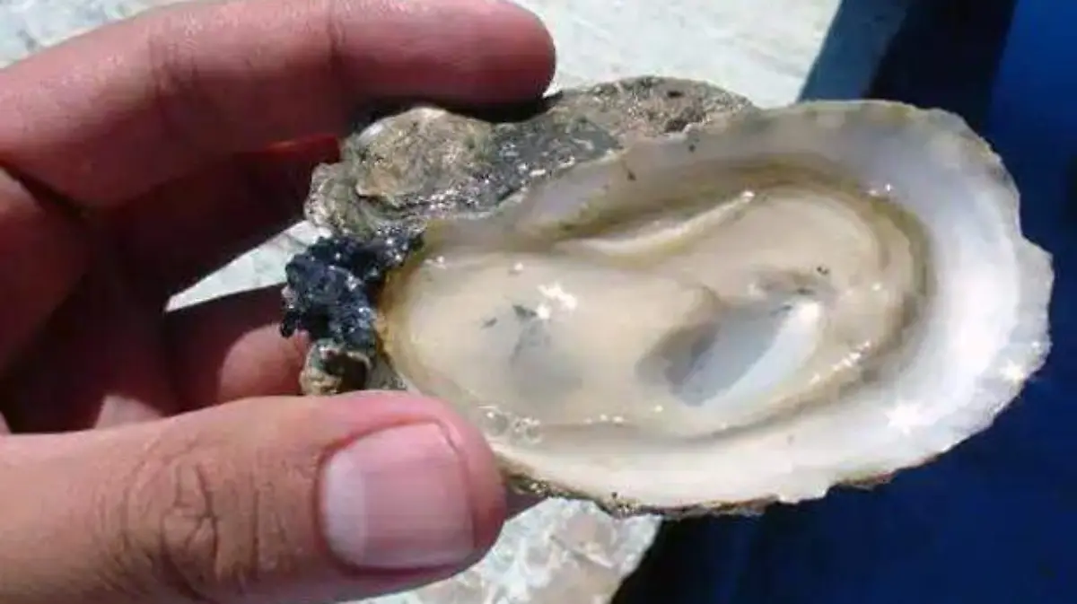 Acapulco - en peligro de extinción el ostión plateado