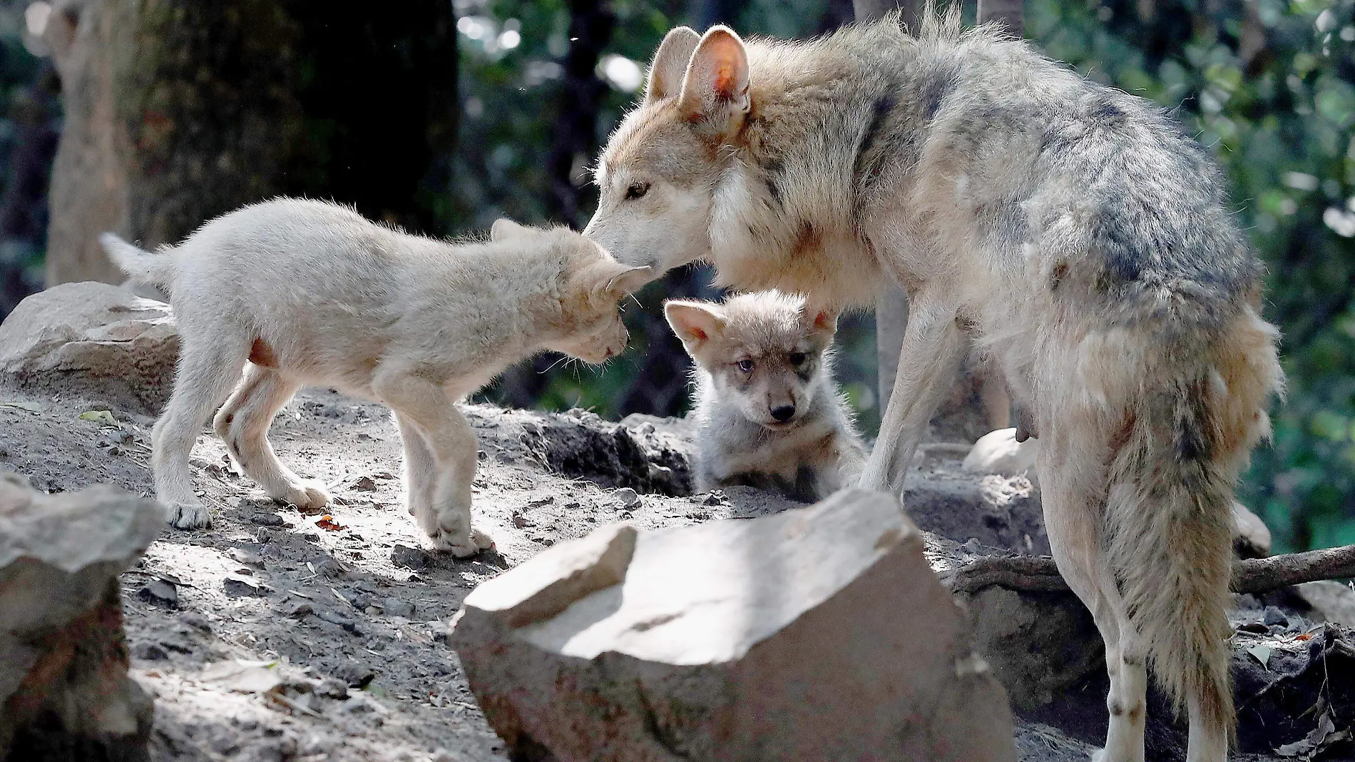 LOBOS