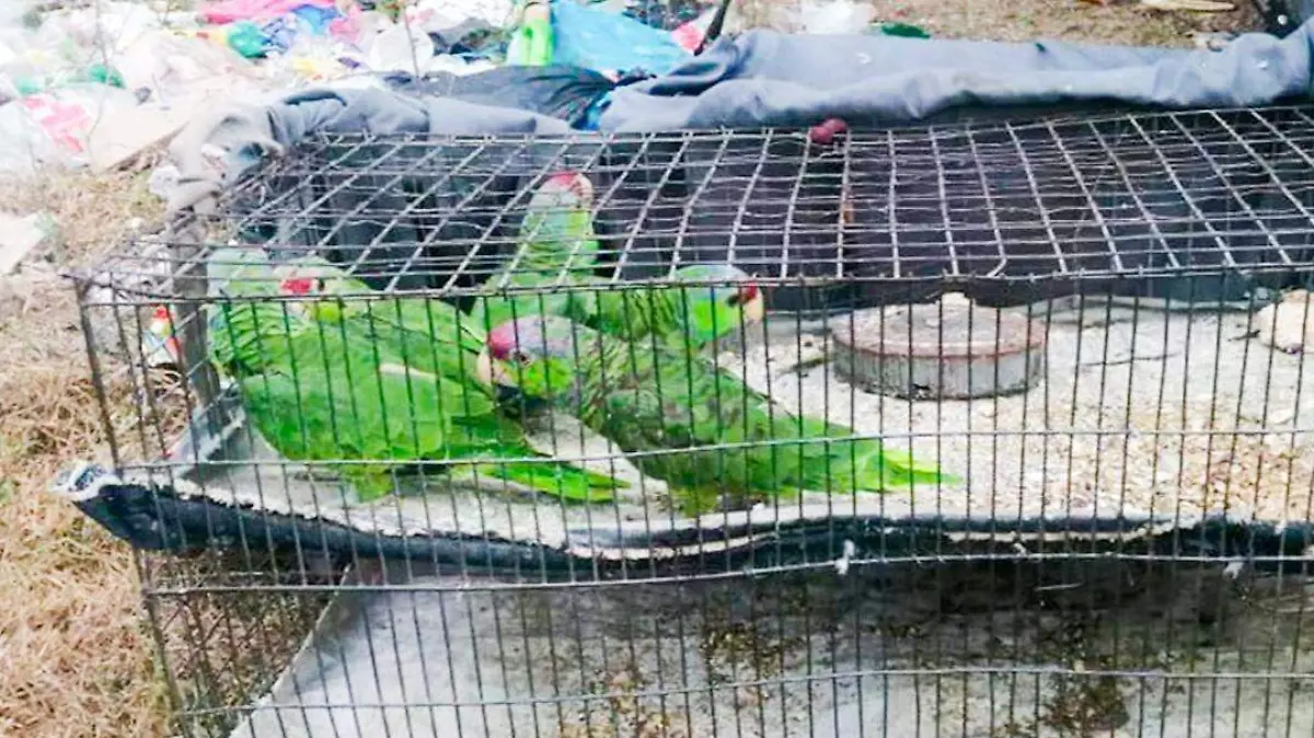 aseguran aves