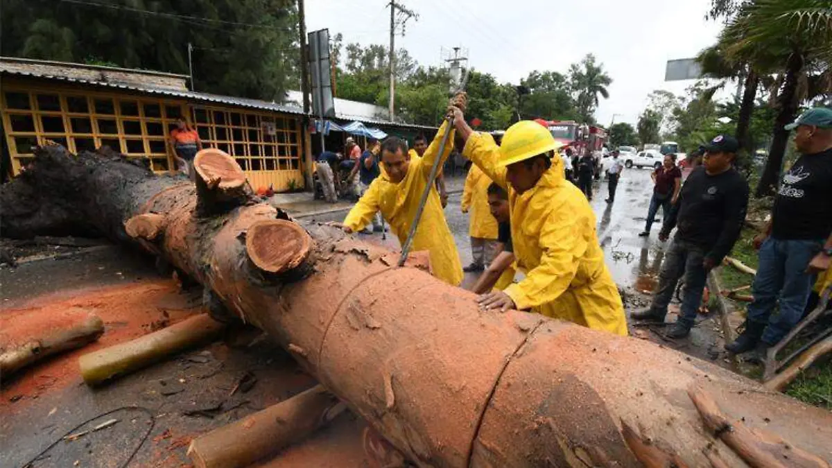 Chilpancingo - Caída árboles
