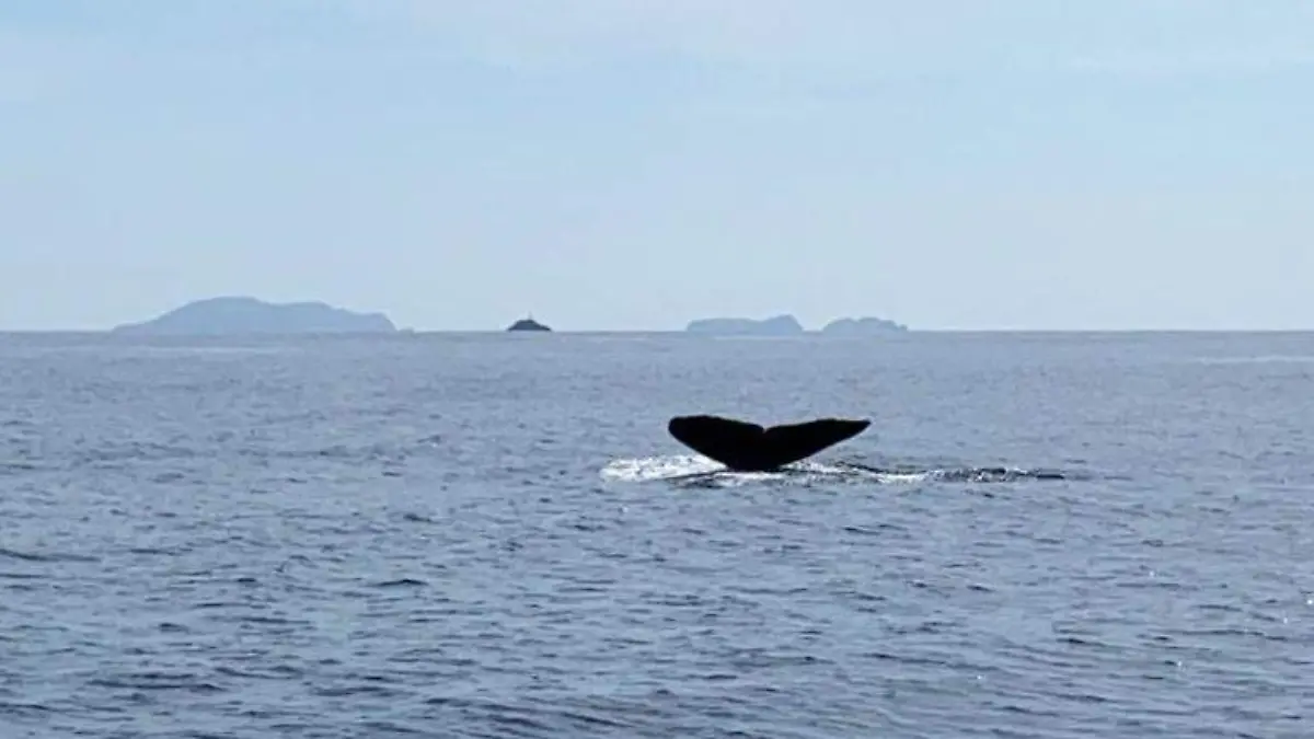 avistamiento ballenas