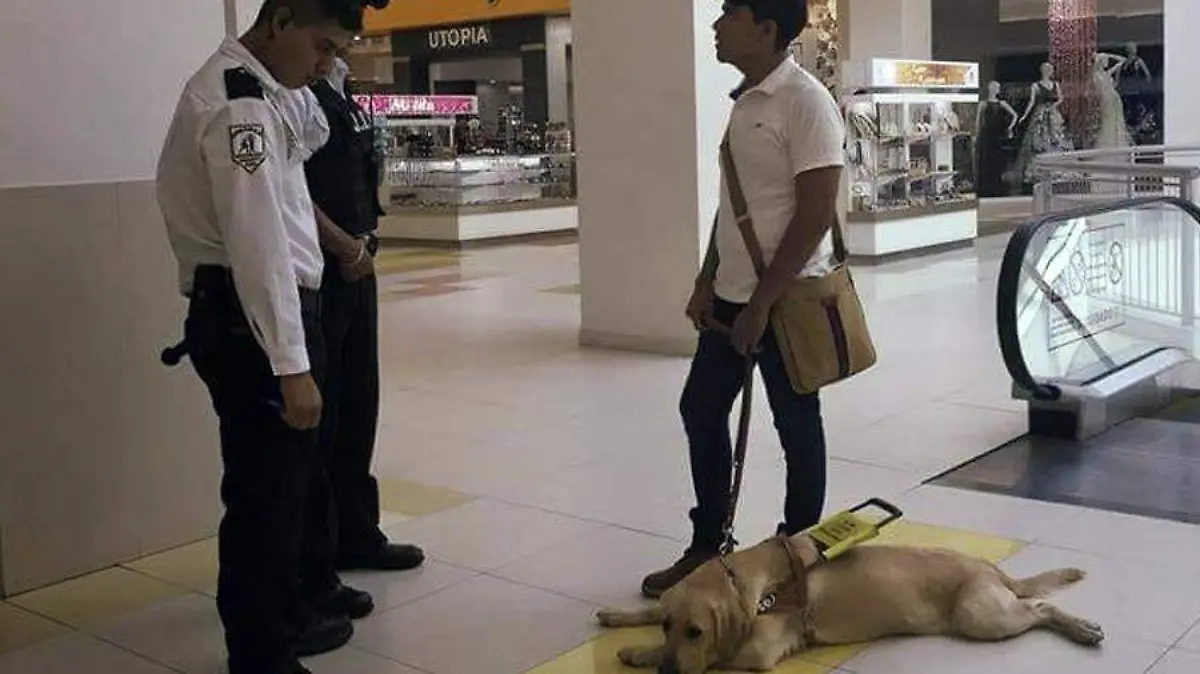 Niegan acceso a perro guia