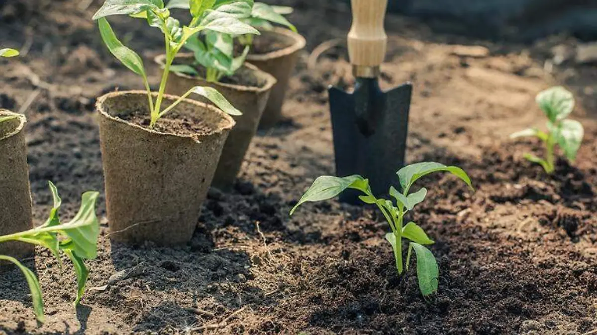 Reforestación Guerrero