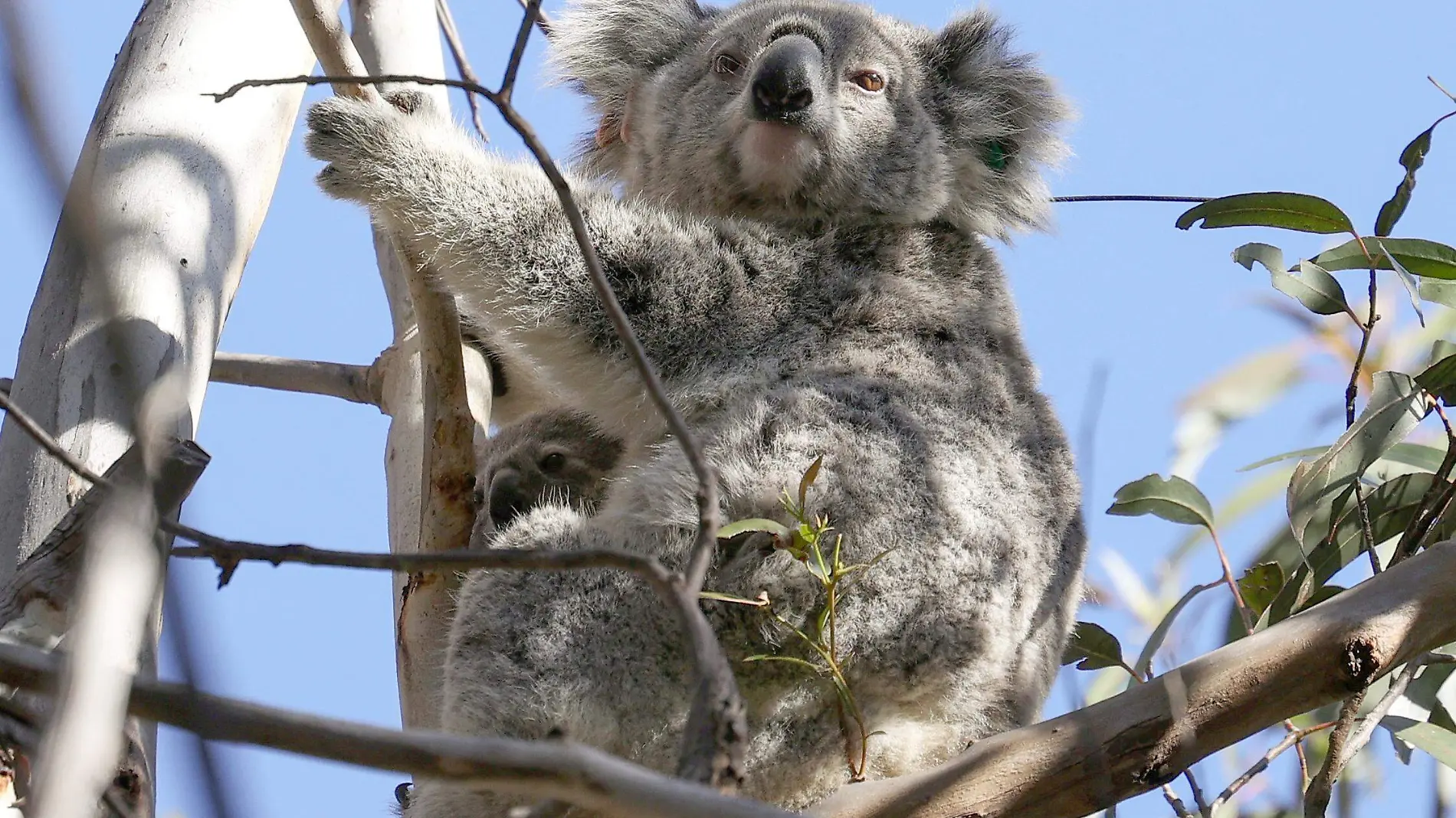 koala