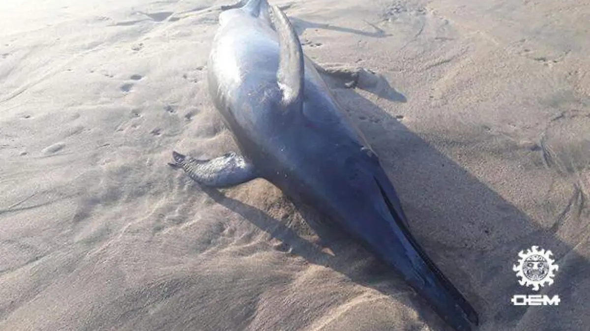 Zihuatanejo - aparece delfín muerto en playa