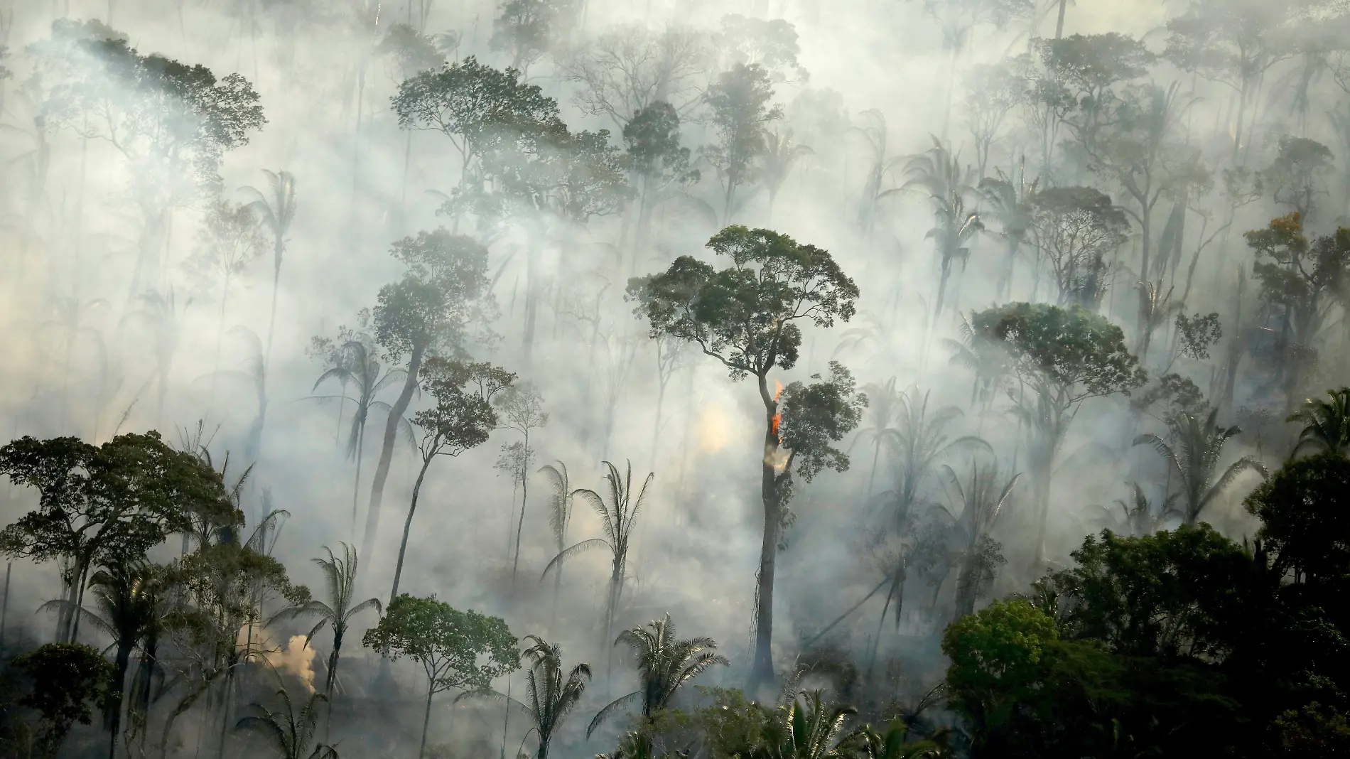 AMAZONAS