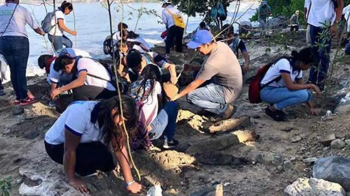 Reforestan mangle en zihuatanejo