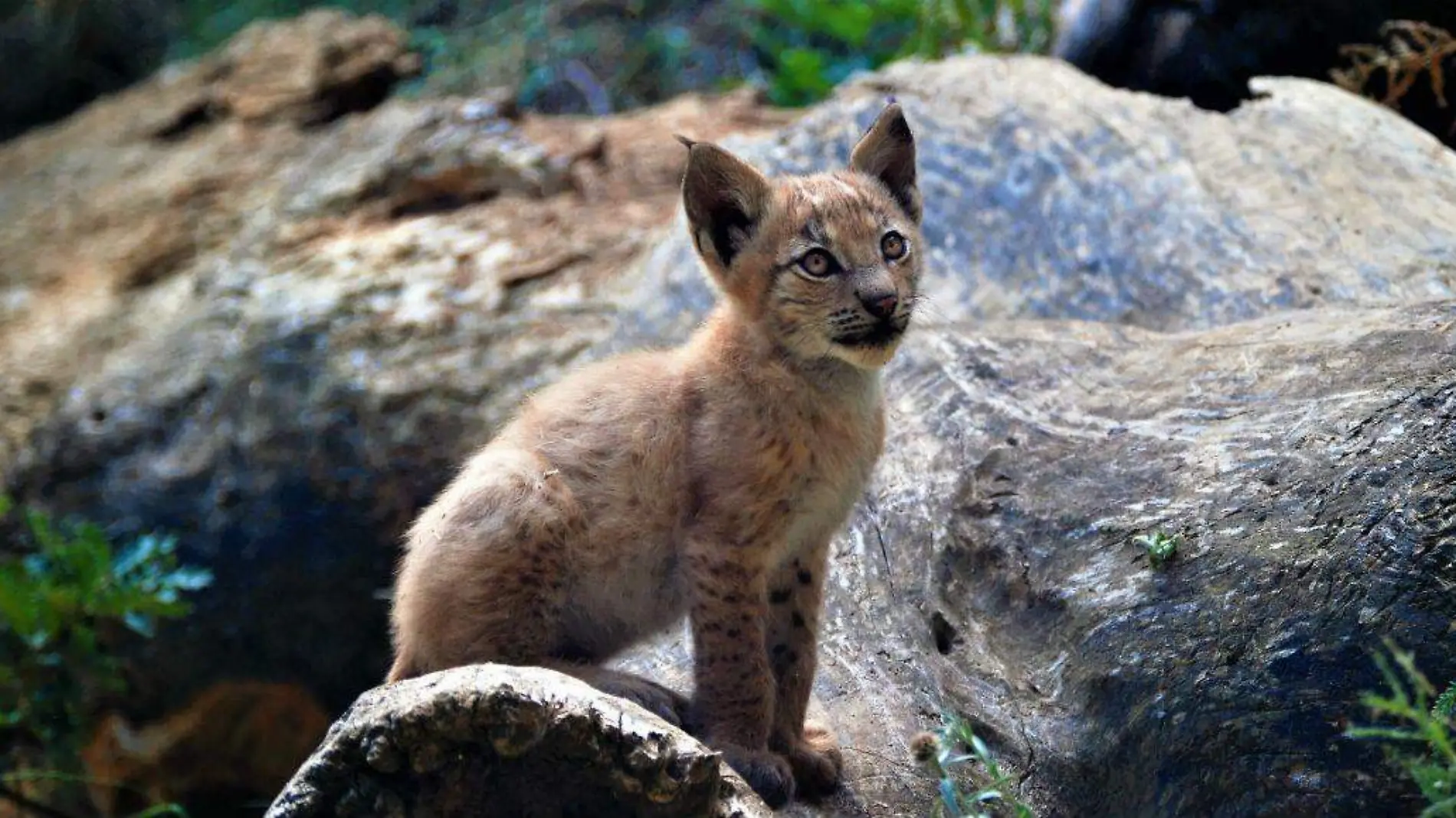 lince