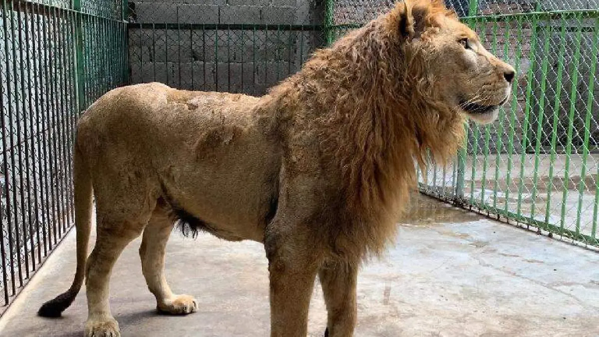 León Dumbo