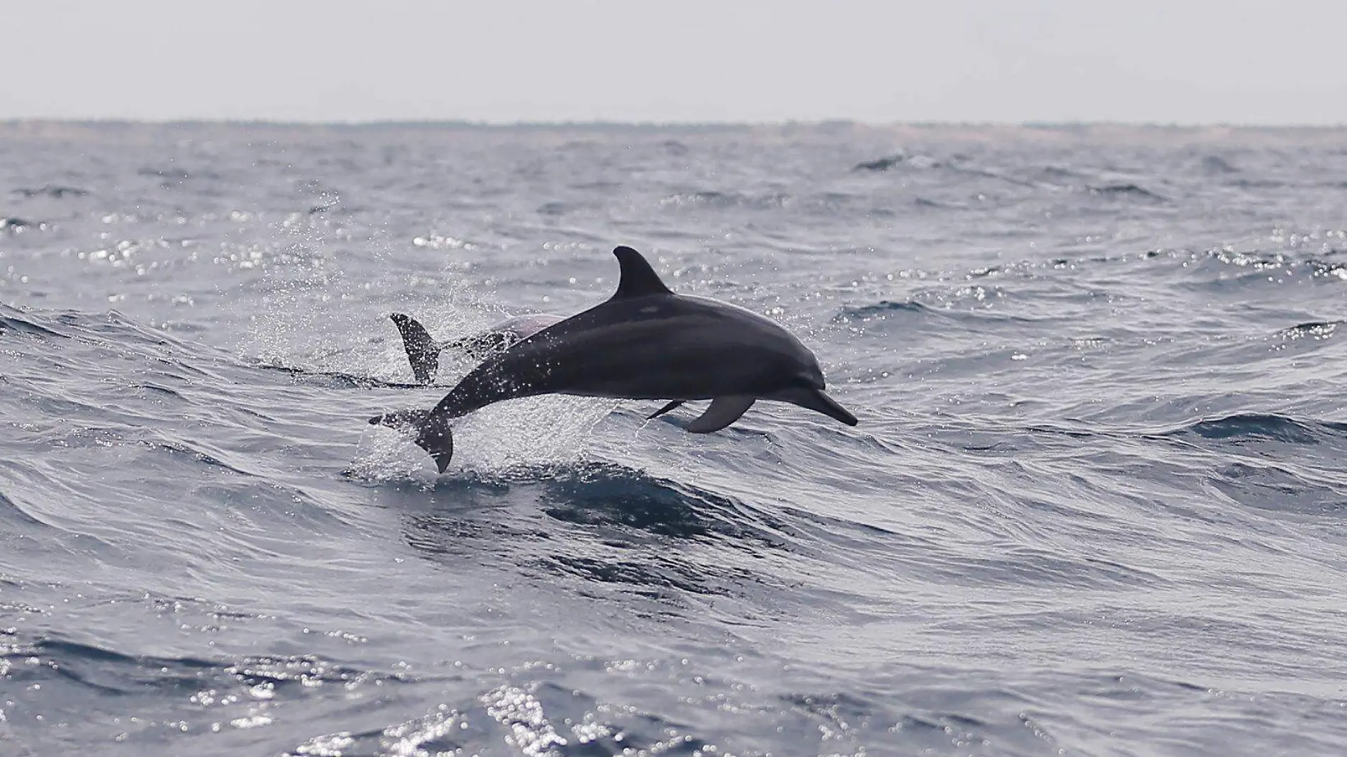 DELFINES