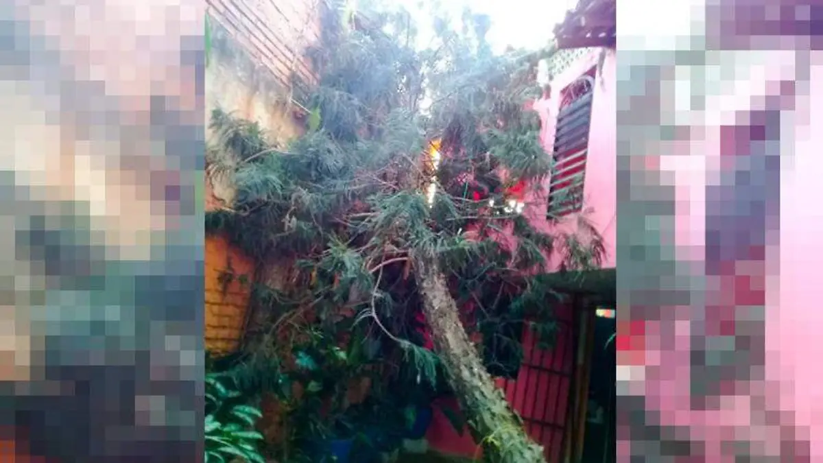 caida de un árbol