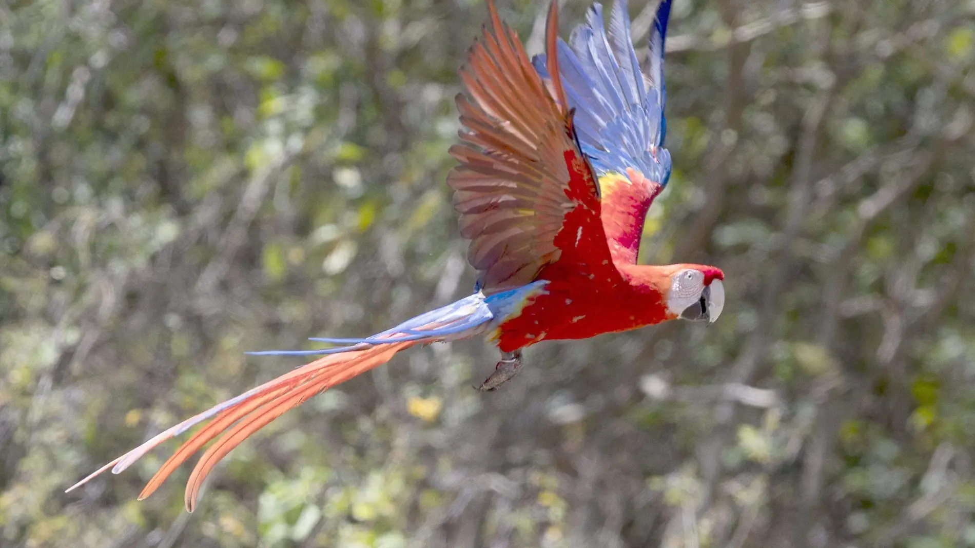 GUACAMAYA