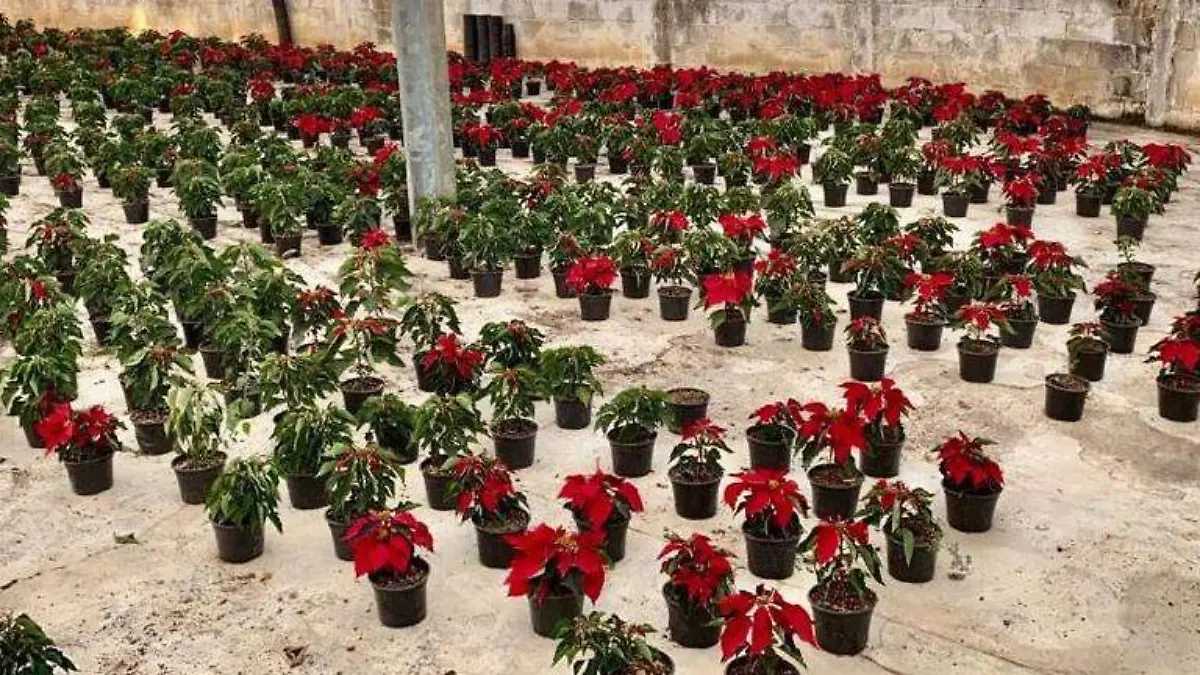 Flores dañadas noche buena