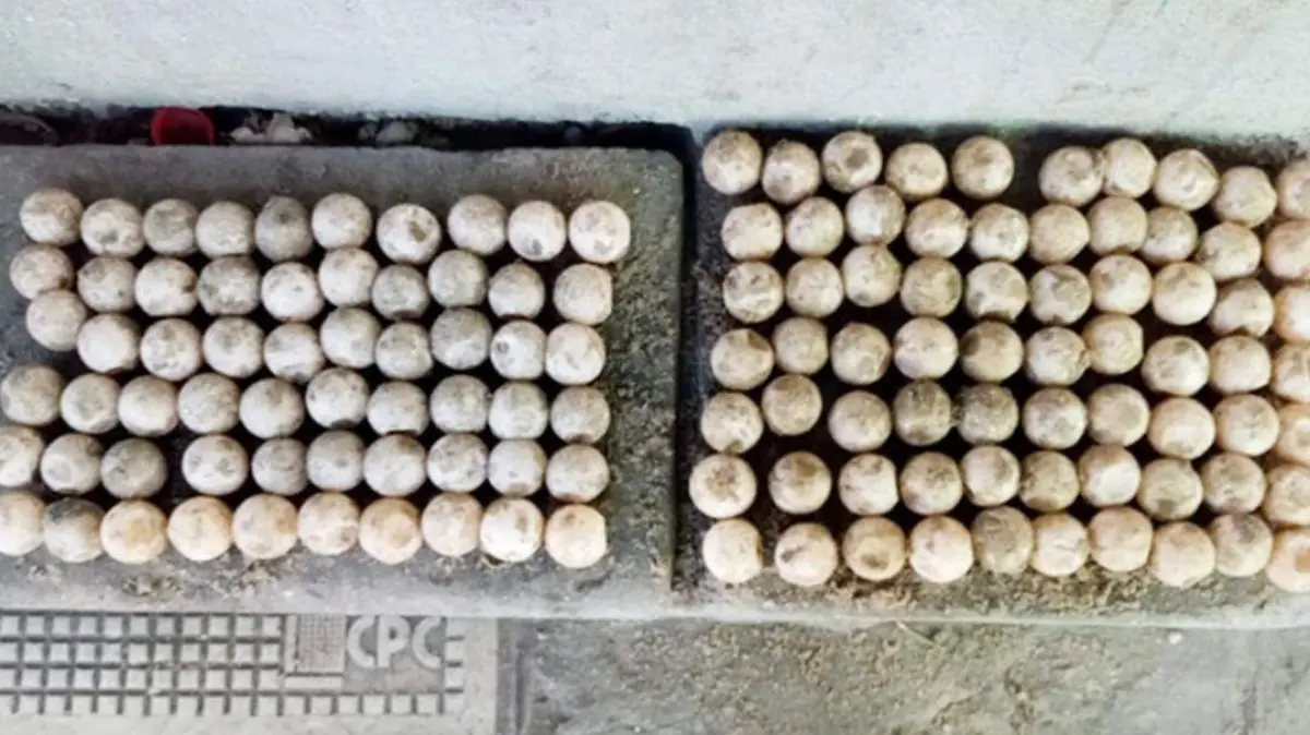 huevos