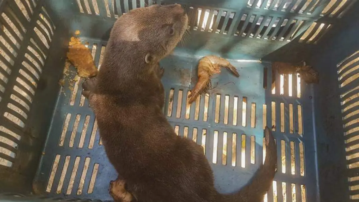 Costa Grande rescatan nutria en cota grande