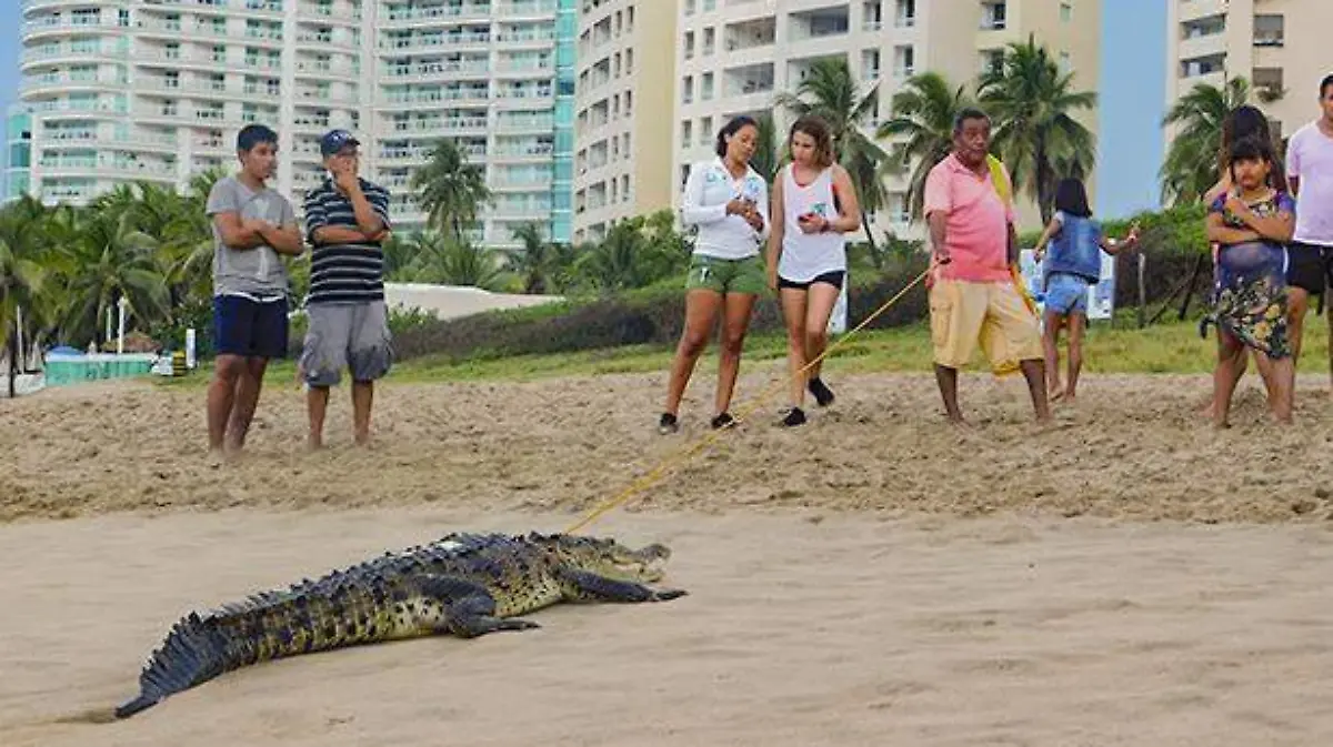 Pasea cocodrilo en las playas de zihuatanejo