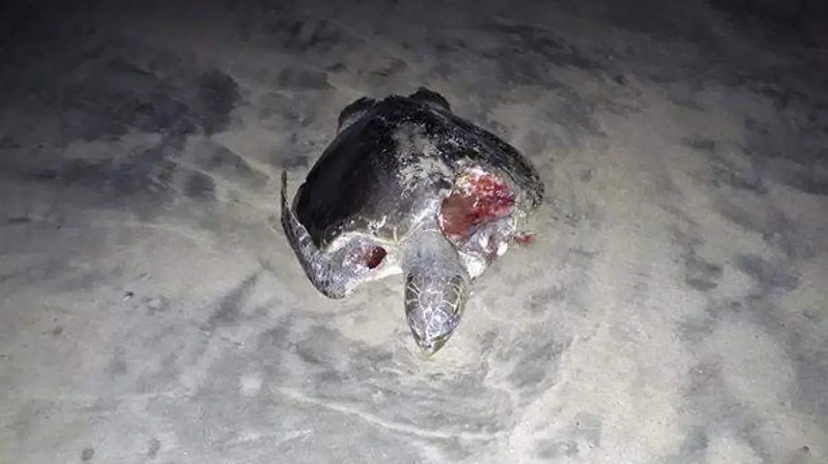 Costa Grande - Tortugas son devoradas por perros cuando van a desovar