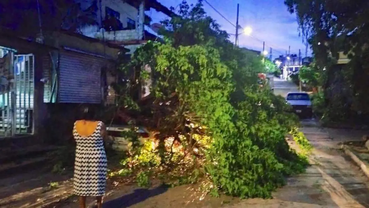 arbol