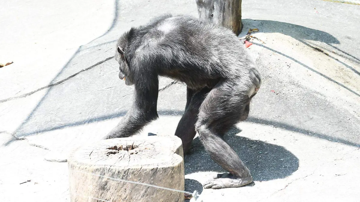 zoo3