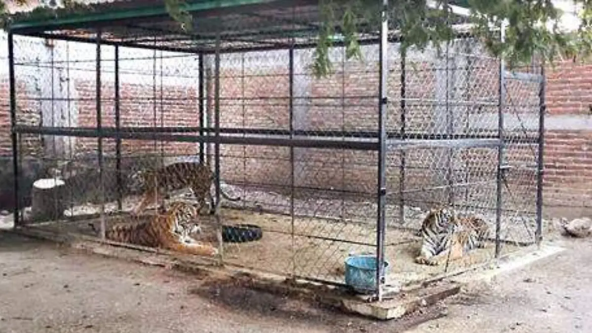 Tigres